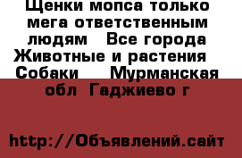 Щенки мопса только мега-ответственным людям - Все города Животные и растения » Собаки   . Мурманская обл.,Гаджиево г.